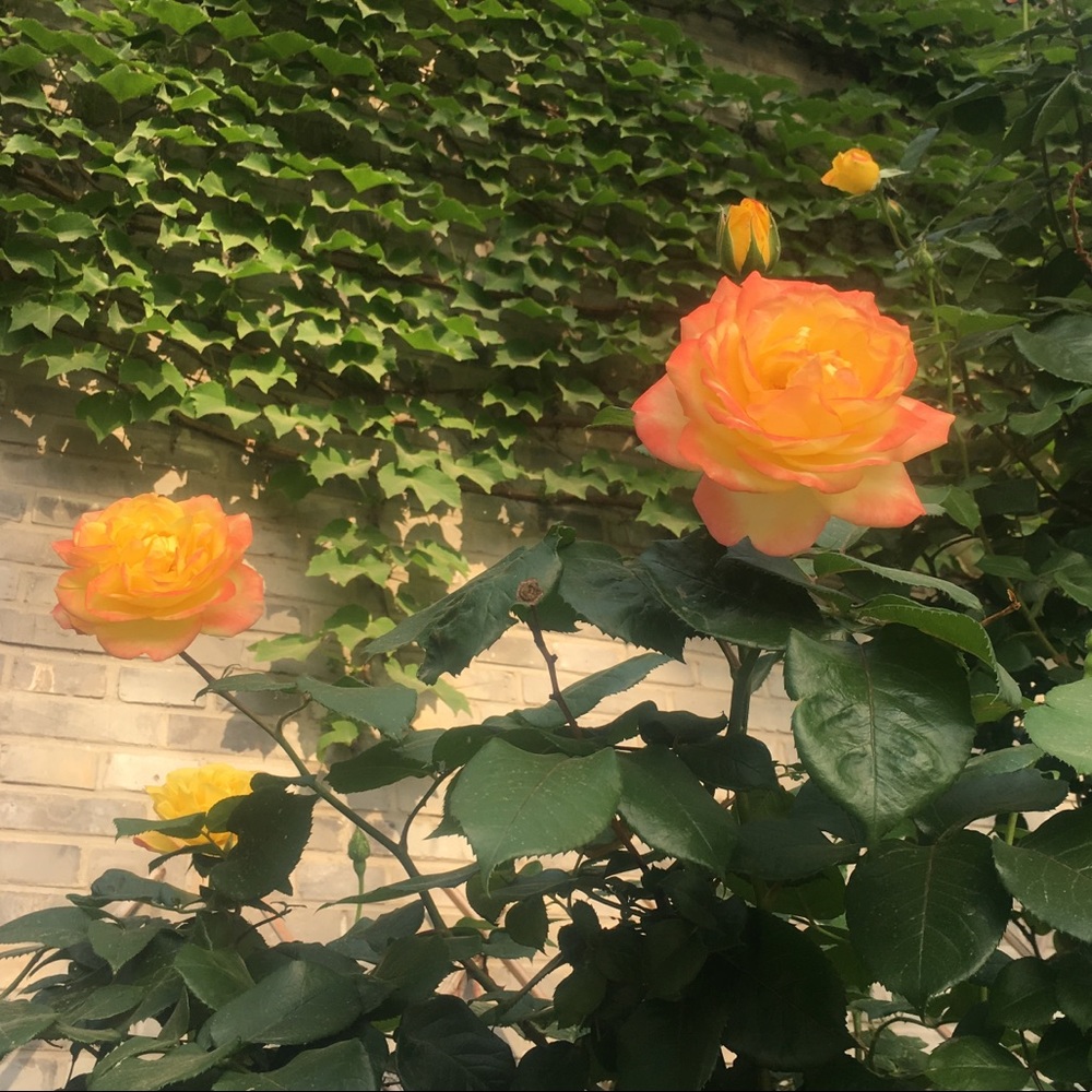 Meet your Posher, Sally